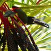 Bijzondere vogels Costa Rica